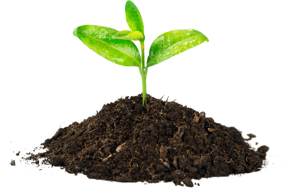 A Newly Planted Plant